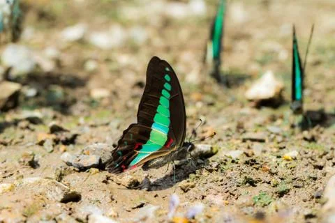 Butterflies Stock Photos