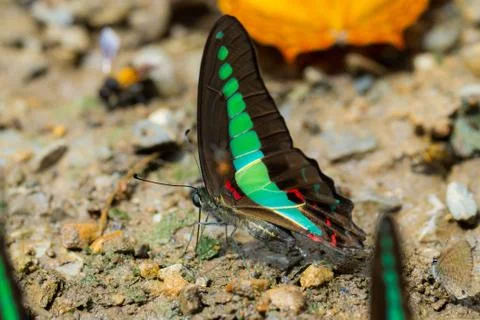 Butterflies Stock Photos