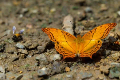 Butterflies Stock Photos