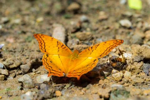 Butterflies Stock Photos