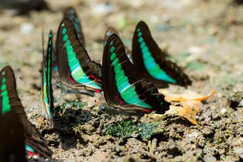Butterflies Stock Photos