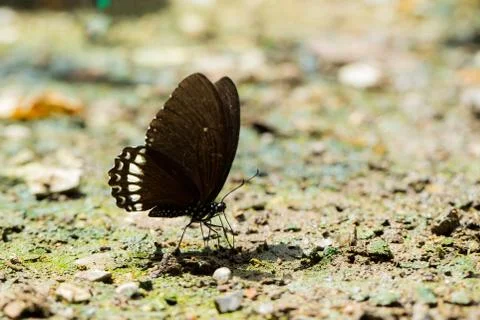 Butterflies Stock Photos