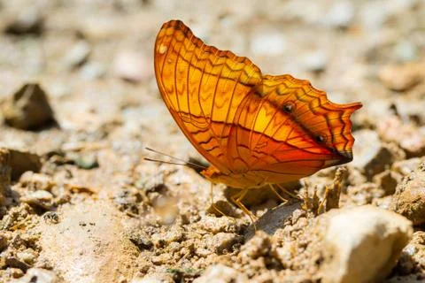 Butterflies Stock Photos