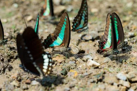 Butterflies Stock Photos