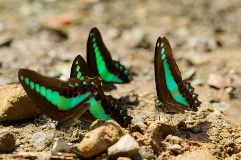 Butterflies Stock Photos