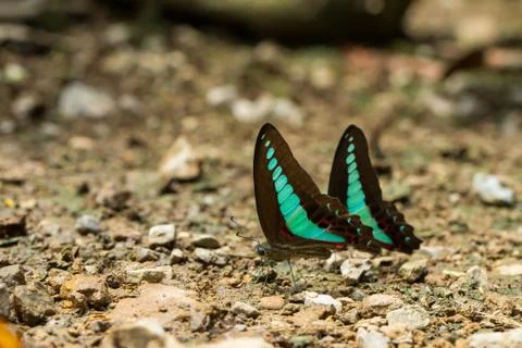 Butterflies Stock Photos