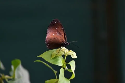 Butterflies Stock Photos