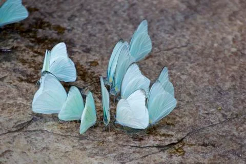 Butterflies Stock Photos