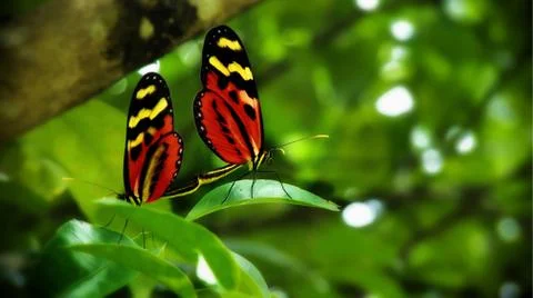 Butterflies 스톡 사진