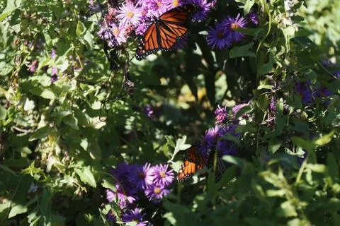 Butterflies Foto stock