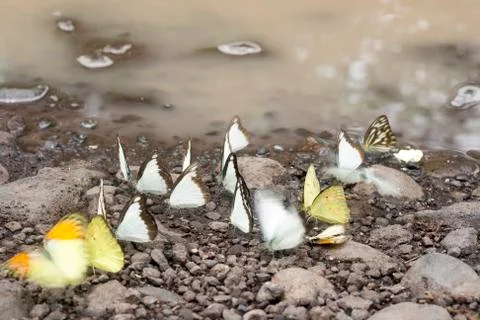BUTTERFLIES Stock Photos