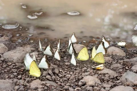 BUTTERFLIES Stock Photos