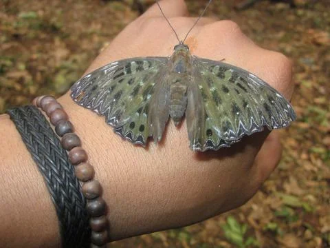 Butterflies Stock Photos