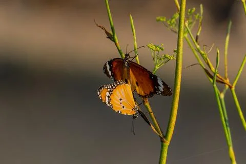 Butterflies Stock Photos