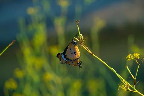 Butterflies Stock Photos
