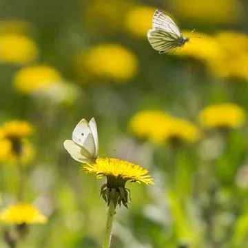 Butterflies Photos