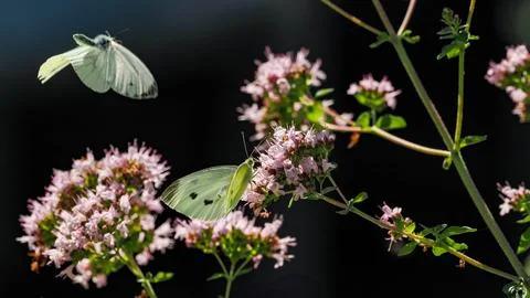 Butterflies Stock Photos