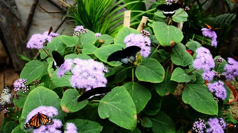 Butterflies on plants Stock Footage 22464251
