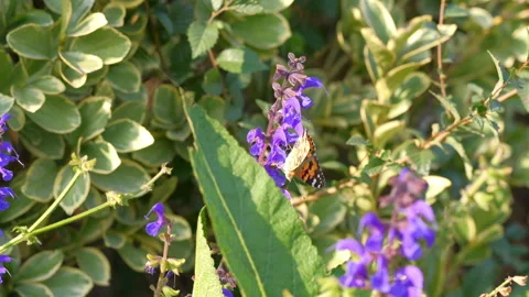 Butterflies on plants 動画素材 255711312