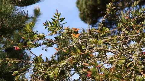 Butterflies playing Stock Footage 21546904