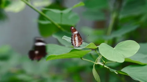 Butterflies playing together Stock Footage 39818146