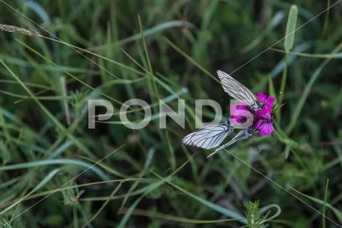 Butterflies purple carnation closeup overhead Stock Photos