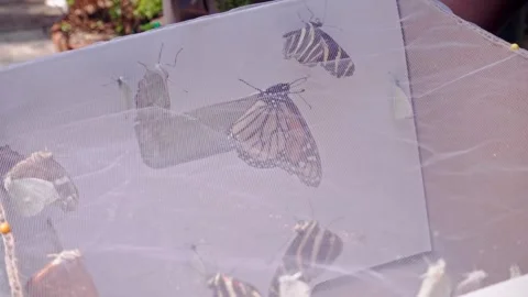 Butterflies resting inside mesh enclosure during conservation process Stock Footage 334317153