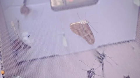 Butterflies Resting Inside Mesh Insect Enclosure Closeup Stock Footage 334691124