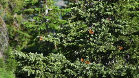 Butterflies resting on Tree Stock Footage 68549461