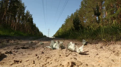 Butterflies on the road Stock Footage 24671445