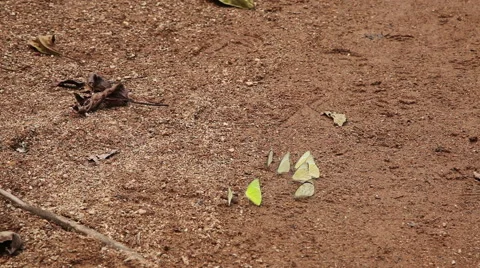 Butterflies on sand 库存影片 43215991
