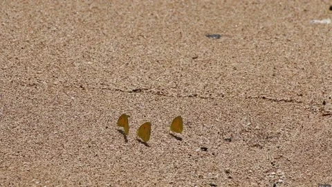 Butterflies on sand. Vídeos de archivo 166805464