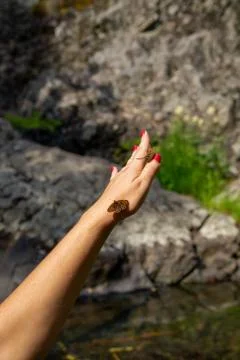 Butterflies sit on objects Stock-Fotos