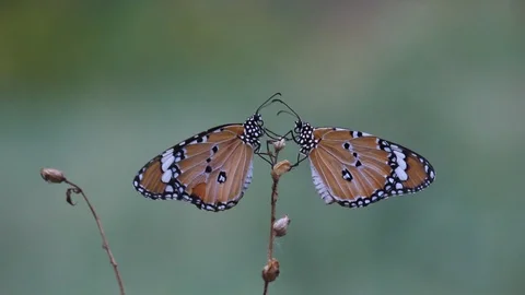 Butterflies sitting together Stock Footage 103798760