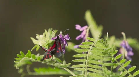 Butterflies in SloMo Stock Footage 57671374