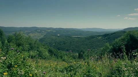 Butterflies on the slopes of the Carpathians Stock Footage 55874756