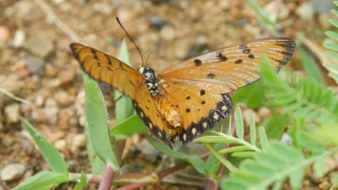Butterflies spread on grass Stock Footage 77238068