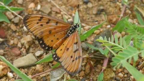 Butterflies spread on grass Stock Footage 77239964
