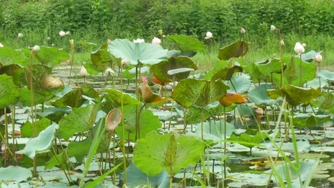 Butterflies spread on grass Stock Footage 77246993