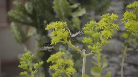Butterflies standing on flower Video stock 149065733