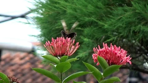 Butterflies suck nectar Stock Footage 304082436