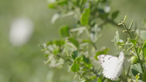 Butterflies on thorn tree Stock Footage 142211280