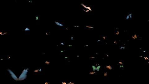 Butterflies on a Transparent Background Stock Footage 120167704