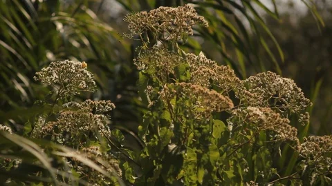 Butterflies in Tree Stock Footage 103316461