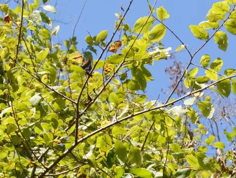Butterflies on tree Stock Photos