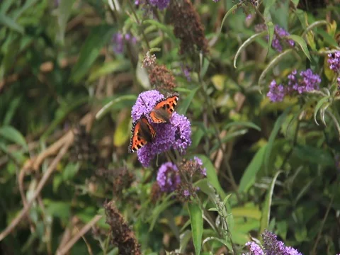 Butterflies - two tortoiseshell close up Stock Footage 76796801