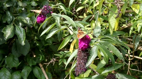 Butterflies in the wind Stock Footage 491863