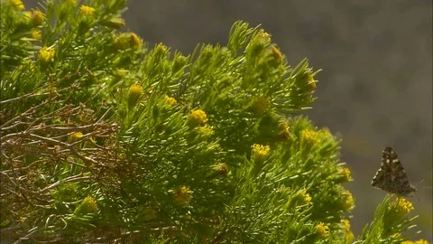 Butterflies in the wind Stock Footage 87763746