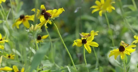 Butterflies in the wind Stock Footage 130335261