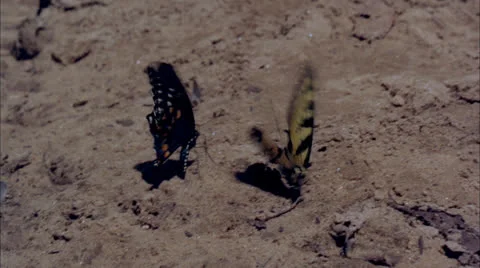 Butterflies,fight,Mo Stock Footage 25879976